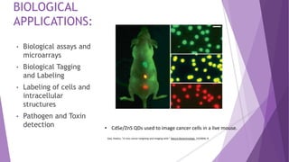 BIOLOGICAL
APPLICATIONS:
• Biological assays and
microarrays
• Biological Tagging
and Labeling
• Labeling of cells and
intracellular
structures
• Pathogen and Toxin
detection • CdSe/ZnS QDs used to image cancer cells in a live mouse.
Gao, Xiaohu. "In vivo cancer targeting and imaging with." Nature Biotechnology 22(2004): 8
 