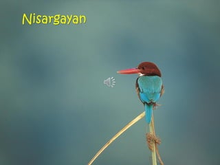 Nisargayan
 