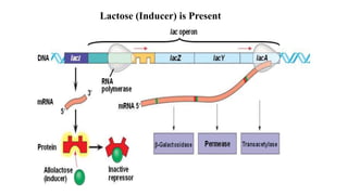 Lactose (Inducer) is Present
 