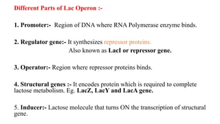 Different Parts of Lac Operon :-
1. Promoter:- Region of DNA where RNA Polymerase enzyme binds.
2. Regulator gene:- It synthesizes repressor proteins.
Also known as LacI or repressor gene.
3. Operator:- Region where repressor proteins binds.
4. Structural genes :- It encodes protein which is required to complete
lactose metabolism. Eg. LacZ, LacY and LacA gene.
5. Inducer:- Lactose molecule that turns ON the transcription of structural
gene.
 