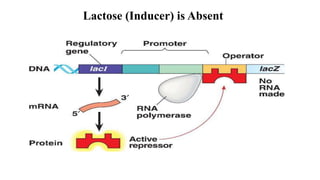Lactose (Inducer) is Absent
 