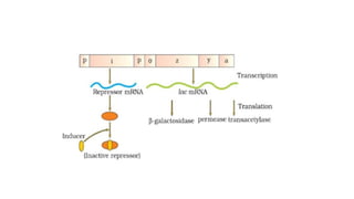 Gene regulation in Prokaryotes ( Lac Operon Model).pptx