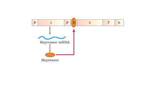 Gene regulation in Prokaryotes ( Lac Operon Model).pptx