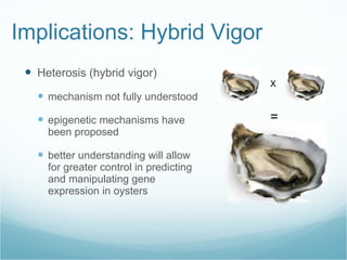 Implications: Hybrid Vigor Heterosis (hybrid vigor) mechanism not fully understood epigenetic mechanisms have been proposed better understanding will allow for greater control in predicting and manipulating gene expression in oysters  X = 