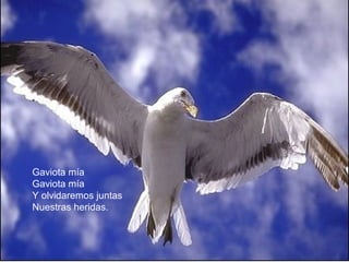 Gaviota mía 
Gaviota mía 
Y olvidaremos juntas 
Nuestras heridas. 
 