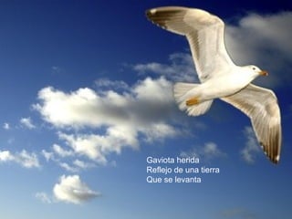Gaviota herida 
Reflejo de una tierra 
Que se levanta 
 
