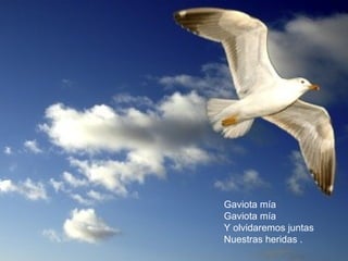 Gaviota mía 
Gaviota mía 
Y olvidaremos juntas 
Nuestras heridas . 
 
