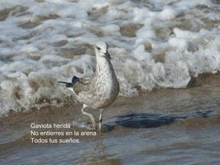 Gaviota herida 
No entierres en la arena 
Todos tus sueños. 
 
