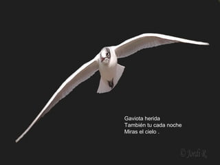 Gaviota herida 
También tu cada noche 
Miras el cielo . 
 