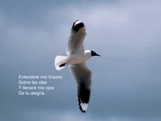Extenderé mis brazos 
Sobre las olas 
Y llenaré mis ojos 
De tu alegría . 
 