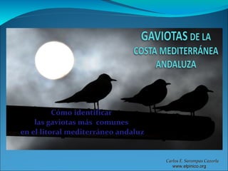 Cómo identificar
    las gaviotas más comunes
en el litoral mediterráneo andaluz


                                     Carlos E. Sarompas Cazorla
                                        www.elpinico.org
 