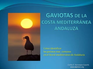 GAVIOTAS DE LA COSTA MEDITERRÁNEA ANDALUZA Cómo identificar  las gaviotas más  comunes  en el litoral mediterráneo de Andalucía Carlos E. Sarompas Cazorla www.elpinico.org 