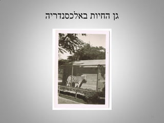 ‫באלכסנדריה‬ ‫החיות‬ ‫גן‬
11
 