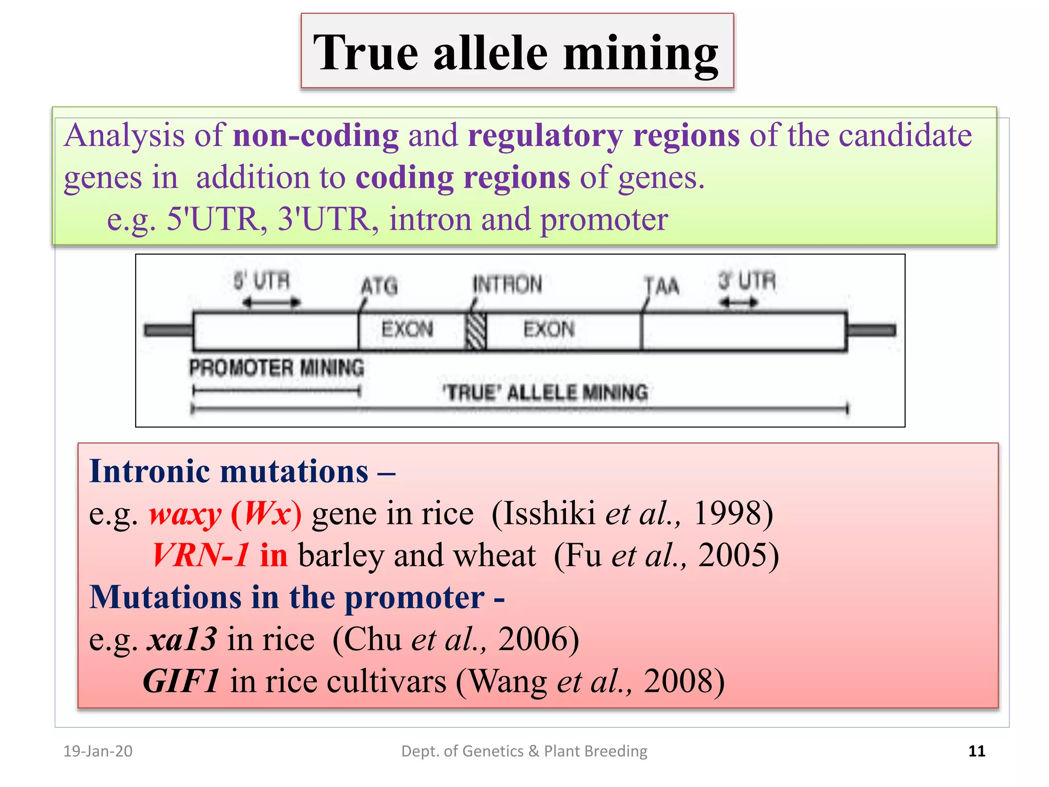 19-Jan-20 11
True allele mining
Dept. of Genetics & Plant Breeding
Analysis of non-coding and regulatory regions of the candidate
genes in addition to coding regions of genes.
e.g. 5'UTR, 3'UTR, intron and promoter
Intronic mutations –
e.g. waxy (Wx) gene in rice (Isshiki et al., 1998)
VRN-1 in barley and wheat (Fu et al., 2005)
Mutations in the promoter -
e.g. xa13 in rice (Chu et al., 2006)
GIF1 in rice cultivars (Wang et al., 2008)
 