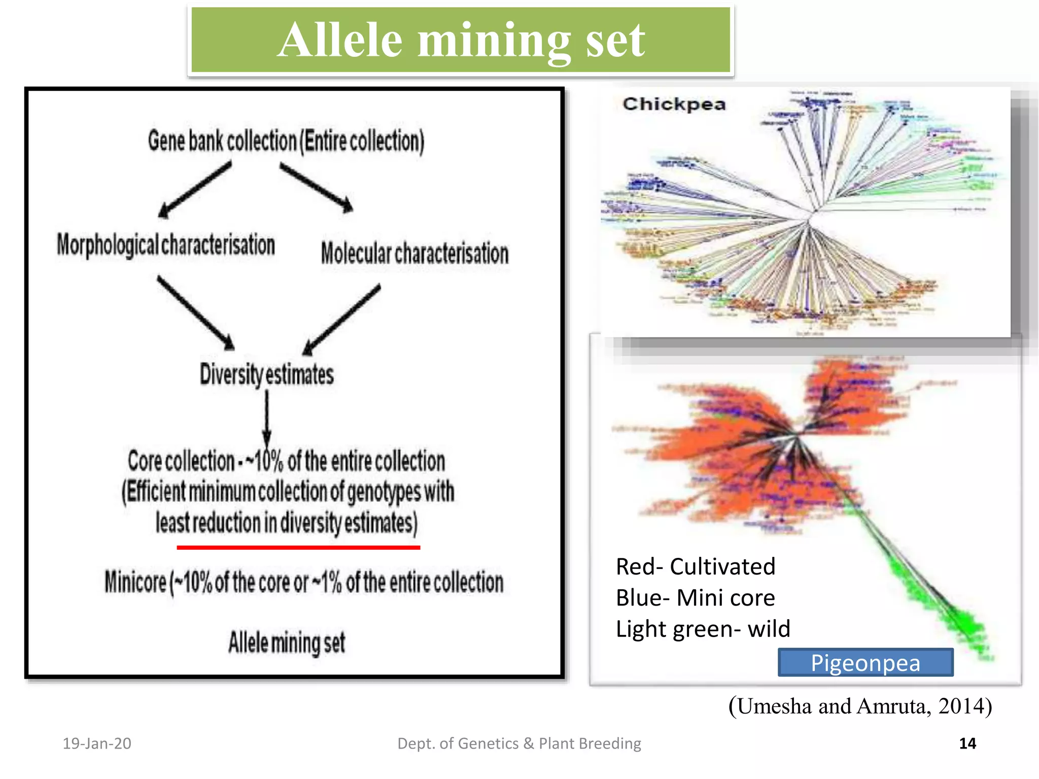 19-Jan-20 14Dept. of Genetics & Plant Breeding
Allele mining set
(Umesha and Amruta, 2014)
Red- Cultivated
Blue- Mini core
Light green- wild
Pigeonpea
 