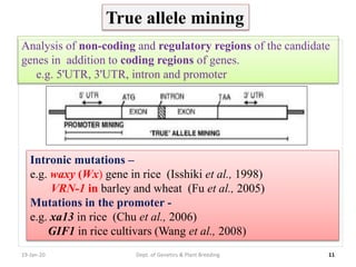 19-Jan-20 11
True allele mining
Dept. of Genetics & Plant Breeding
Analysis of non-coding and regulatory regions of the candidate
genes in addition to coding regions of genes.
e.g. 5'UTR, 3'UTR, intron and promoter
Intronic mutations –
e.g. waxy (Wx) gene in rice (Isshiki et al., 1998)
VRN-1 in barley and wheat (Fu et al., 2005)
Mutations in the promoter -
e.g. xa13 in rice (Chu et al., 2006)
GIF1 in rice cultivars (Wang et al., 2008)
 