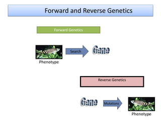 Forward and Reverse Genetics
Phenotype
Search
Reverse Genetics
Forward Genetics
Phenotype
Mutations
18
 