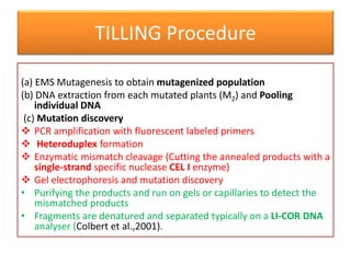 TILLING Procedure
(a) EMS Mutagenesis to obtain mutagenized population
(b) DNA extraction from each mutated plants (M2) and Pooling
individual DNA
(c) Mutation discovery
 PCR amplification with fluorescent labeled primers
 Heteroduplex formation
 Enzymatic mismatch cleavage (Cutting the annealed products with a
single-strand specific nuclease CEL I enzyme)
 Gel electrophoresis and mutation discovery
• Purifying the products and run on gels or capillaries to detect the
mismatched products
• Fragments are denatured and separated typically on a LI-COR DNA
analyser (Colbert et al.,2001).
 