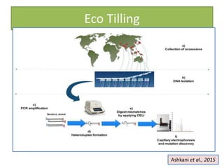 Eco Tilling
Ashkani et al., 2015
 