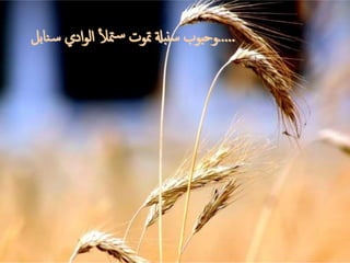 .....‫نا‬‫س‬ ‫ادي‬‫و‬‫ال‬ ‫أ‬‫ل‬‫مت‬‫س‬ ‫متوت‬ ‫نبةل‬‫س‬ ‫وحبوب‬‫بل‬
 