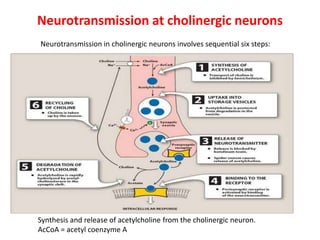 Neurotransmission at cholinergic neurons
Synthesis and release of acetylcholine from the cholinergic neuron.
AcCoA = acetyl coenzyme A
Neurotransmission in cholinergic neurons involves sequential six steps:
 