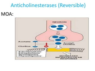 Anticholinesterases (Reversible)
MOA:
 