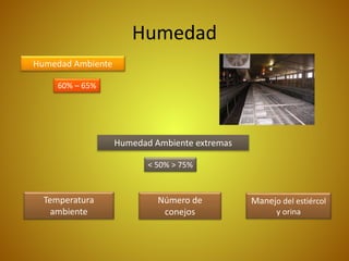 Humedad
Humedad Ambiente
60% – 65%
Temperatura
ambiente
Número de
conejos
Manejo del estiércol
y orina
Humedad Ambiente extremas
< 50% > 75%
 
