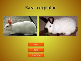 Raza a explotar
Peso
Talla
Propósito
 