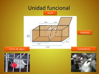 Unidad funcional
Jaula
Línea de agua Comederos
Módulo
 