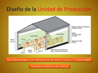 Diseño de la Unidad de Producción
Las naves protegen a los individuos de los vientos, lluvias y T° desfavorables
Aumenta la eficiencia del sistema
 