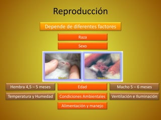 Reproducción
Depende de diferentes factores
Raza
Sexo
Condiciones Ambientales
Alimentación y manejo
EdadHembra 4,5 – 5 meses
Temperatura y Humedad
Macho 5 – 6 meses
Ventilación e Iluminación
 