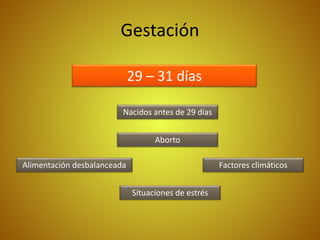 Gestación
29 – 31 días
Nacidos antes de 29 días
Aborto
Alimentación desbalanceada Factores climáticos
Situaciones de estrés
 