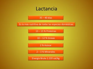 Lactancia
35 – 40 días
Es la más nutritiva de todas las especies domésticas
13 – 15 % Proteínas
10 – 12 % Grasas
2 % Azúcar
2 – 3 % Minerales
Energía Bruta 2.220 cal/kg
 