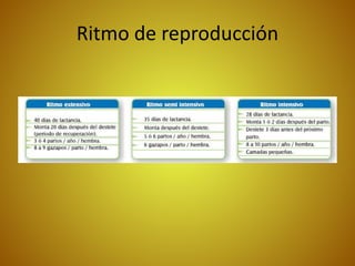 Ritmo de reproducción
 