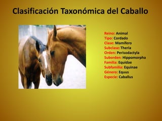 Clasificación Taxonómica del Caballo
Reino: Animal
Tipo: Cordado
Clase: Mamífero
Subclase:Theria
Orden: Perisodactyla
Suborden: Hippomorpha
Familia: Equidae
Subfamilia: Equinae
Género: Equus
Especie: Caballus
 