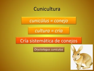 Cunicultura
cunicūlus = conejo
cultura = cría
Cría sistemática de conejos
Oryctolagus cuniculus
 