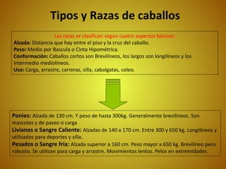 Tipos y Razas de caballos
Las razas se clasifican según cuatro aspectos básicos:
Alzada: Distancia que hay entre el piso y la cruz del caballo.
Peso: Medio por Bascula o Cinta Hipométrica.
Conformación: Caballos cortos son Brevilíneos, los largos son longilíneos y los
intermedio mediolíneos.
Uso: Carga, arrastre, carreras, silla, cabalgatas, coleo.
Ponies: Alzada de 130 cm. Y peso de hasta 300kg. Generalmente brevilíneos. Son
mascotas y de paseo o carga
Livianos o Sangre Caliente: Alzadas de 140 a 170 cm. Entre 300 y 650 kg. Longilíneos y
utilizados para deportes y silla.
Pesados o Sangre fría: Alzada superior a 160 cm. Peso mayor a 650 kg. Brevilíneo pero
robusto. Se utilizan para carga y arrastre. Movimientos lentos. Pelos en extremidades.
 