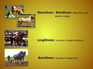 Brevilíneo: Pesados o Sangre fría.
Longilíneos: Livianos o Sangre Caliente.
Mesolíneo - Brevilíneo: Mascotas y de
paseo o carga.
 