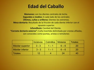 Edad del Caballo
Incisivos Colmillos Molares Totales
Máxilar superior 3 - 3 1 – 1 6 – 6 20
Máxilar inferior 3 - 3 1 – 1 6 – 6 20
Totales 12 4 24 40
Mamones: son los dientes centrales de leche.
Segundos o medios: A cada lado de los centrales
Últimos, cuñas u orilleros: Dientes los extremos.
Mesa dentaria: Resultado de la fricción de cada diente inferior con el
opuesto superior.
Infundíbulo: Cavidad del Diente.
“Cornete dentario externo”: Cuña invertida delimitada por crestas afiladas,
son conocidos como puntas, aristas o remolones
 
