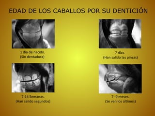 1 día de nacido.
(Sin dentadura)
7 días.
(Han salido las pinzas)
7- 9 meses.
(Se ven los últimos)
7-14 Semanas.
(Han salido segundos)
EDAD DE LOS CABALLOS POR SU DENTICIÓN
 