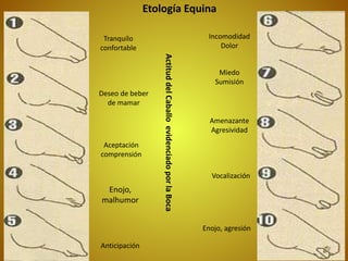Etología Equina
Deseo de beber
de mamar
Aceptación
comprensión
Enojo,
malhumor
Anticipación
Tranquilo
confortable
Incomodidad
Dolor
Miedo
Sumisión
Amenazante
Agresividad
Vocalización
Enojo, agresión
ActituddelCaballoevidenciadoporlaBoca
 