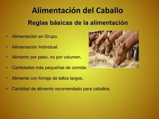 Reglas básicas de la alimentación
• Alimentación en Grupo.
• Alimentación Individual.
• Alimento por peso, no por volumen.
• Cantidades más pequeñas de comida.
• Alimente con forraje de tallos largos.
• Cantidad de alimento recomendado para caballos.
Alimentación del Caballo
 