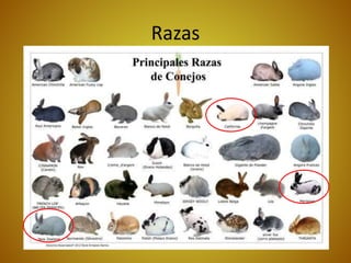 Razas
 
