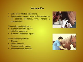 Vacunación
• Debe tener Medico Veterinario.
• Agentes que pueden causar enfermedades en
los caballos (bacterias, virus, hongos y
protozoarios).
Vacunaciones obligatorias:
• a) Encefalomielitis equina.
• b) Influenza equina.
• c) Anemia infecciosa equina.
Vacunaciones optativas:
• Tétanos.
• Adenitis equina.
• Rinoneumonitis equina.
• Aborto infeccioso equino.
 