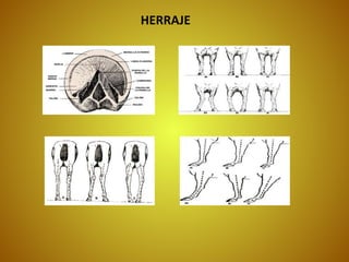 HERRAJE
 