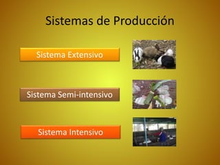 Sistemas de Producción
Sistema Extensivo
Sistema Semi-intensivo
Sistema Intensivo
 