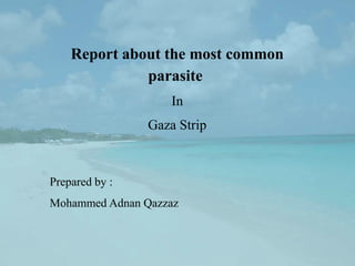 Report about the most common
              parasite
                    In
                Gaza Strip



Prepared by :
Mohammed Adnan Qazzaz
 