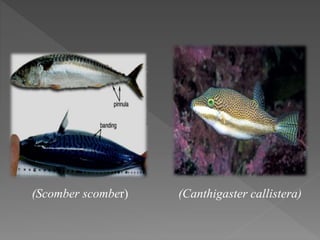 (Scomber scomber) (Canthigaster callistera)
 