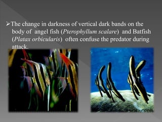 The change in darkness of vertical dark bands on the
body of angel fish (Pterophyllum scalare) and Batfish
(Platax orbicularis) often confuse the predator during
attack.
 