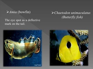 Amia (bowfin)
The eye spot as a deflective
mark on the tail.
Chaetodon unimaculatus
(Butterfly fish)
 